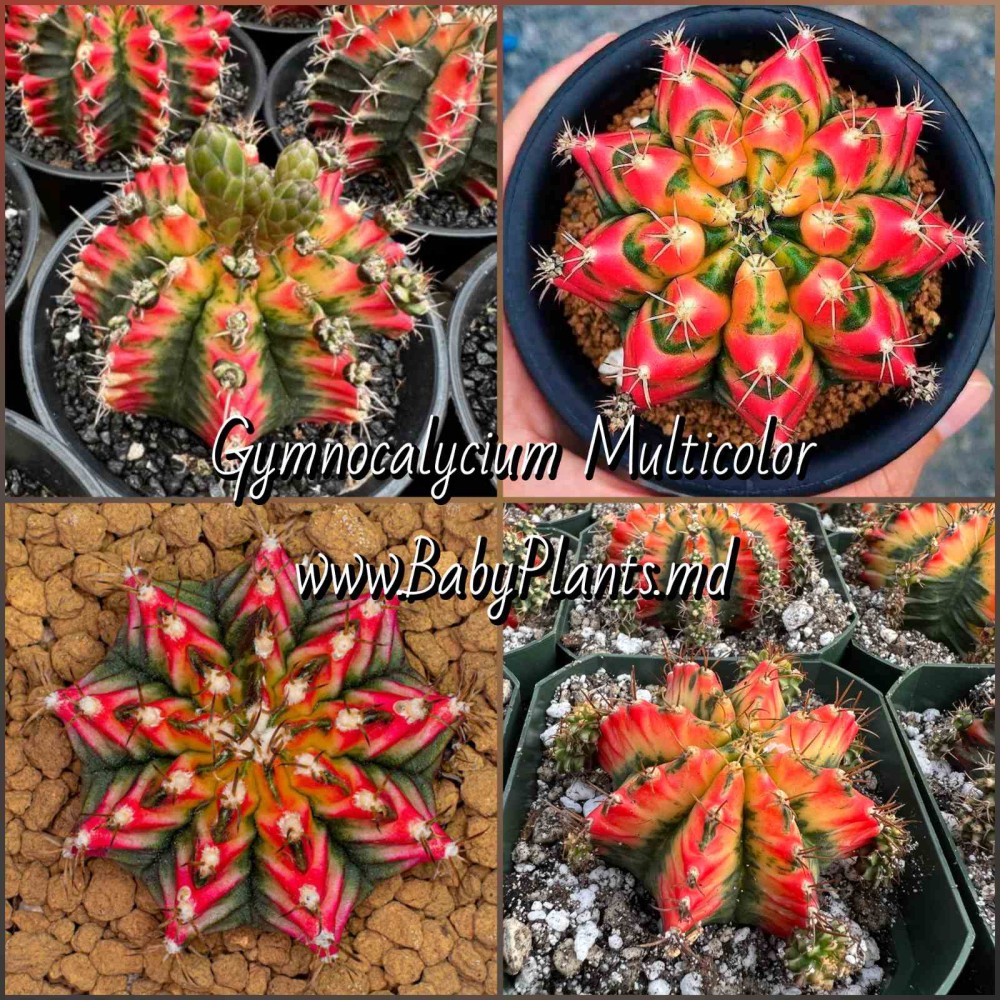 Gymnocalycium mihanovichii MULTICOLOR