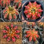 Gymnocalycium mihanovichii MULTICOLOR