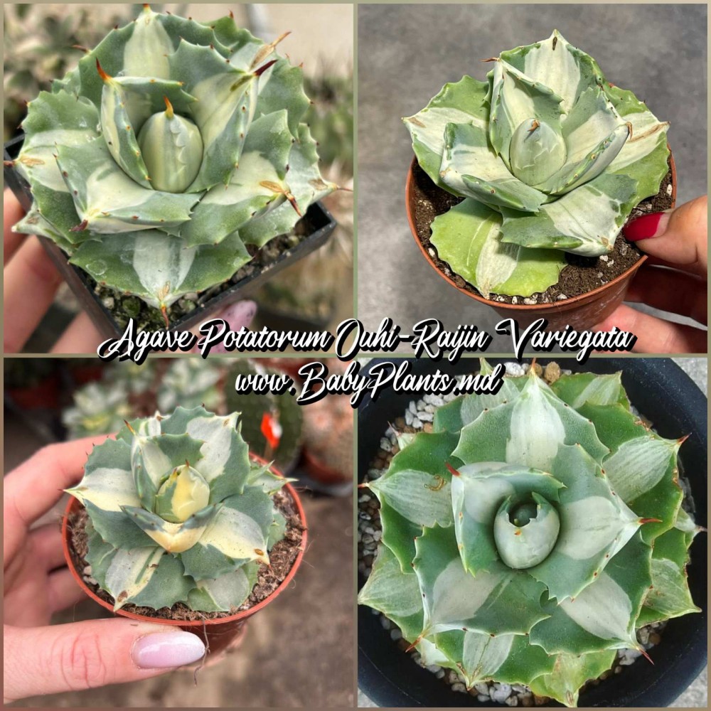 Agave potatorum Ouhi-Raijin Variegata