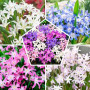 Chionodoxa Mixed