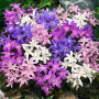 Chionodoxa Mixed