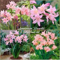 Amarcrinum (Crinodonna) howardii