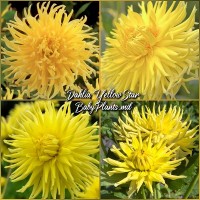 Dalia Cactus Yellow Star