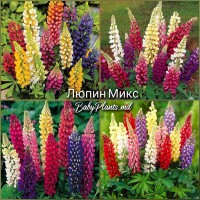 Lupinus russel hybrids mixed
