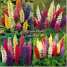 Lupinus russel hybrids mixed