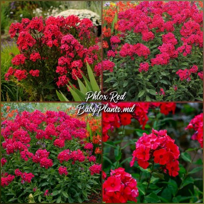 Phlox paniculata Red