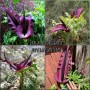 Dracunculus vulgaris
