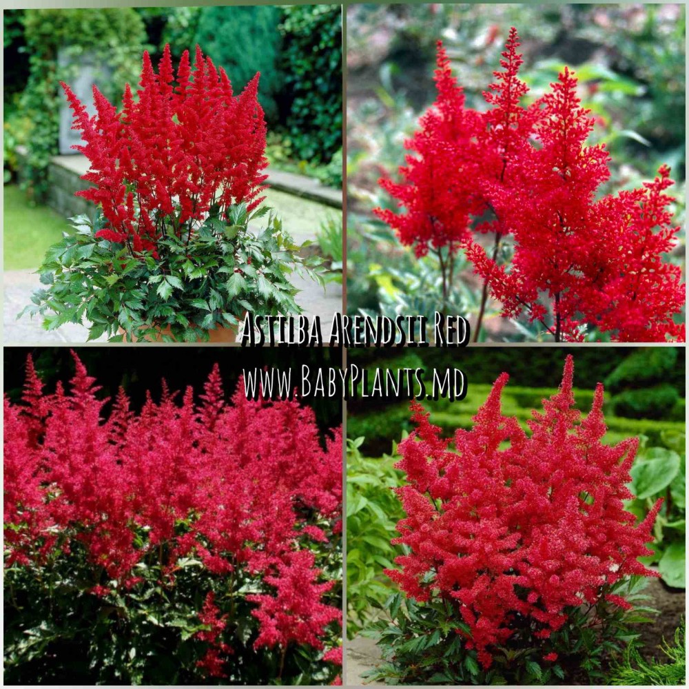 Astilba Arendsii Red