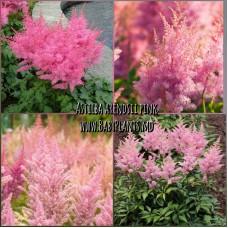 Astilba arendsii pink