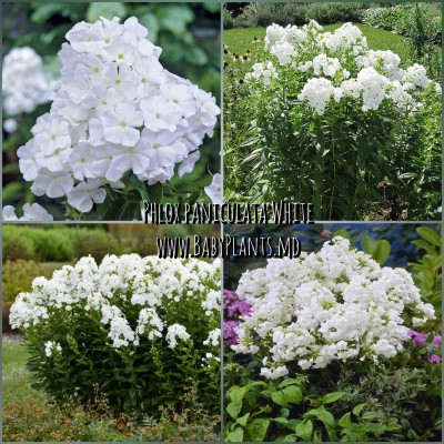 Phlox paniculata White