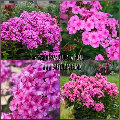 Phlox paniculata Pink