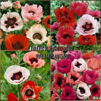Papaver orientalis mixed
