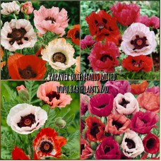 Papaver orientalis mixed