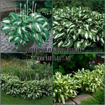 Hosta undulata Mediovariegata