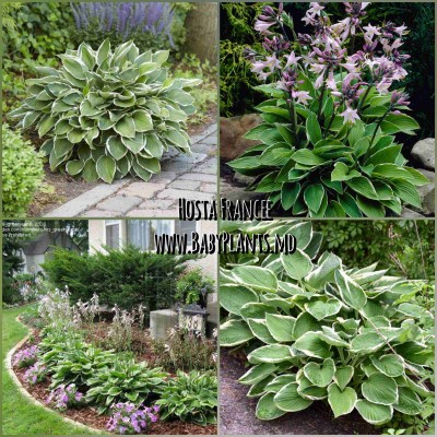 Hosta Francee
