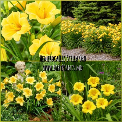 Hemerocallis Stella Oro