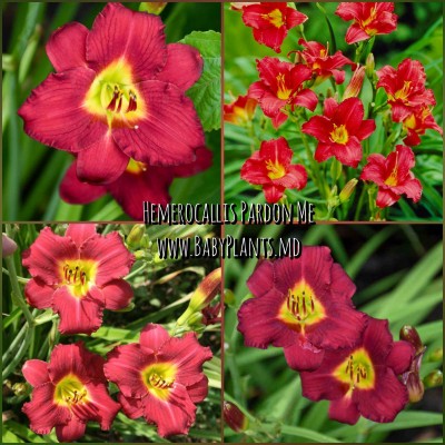 Hemerocallis Pardon Me