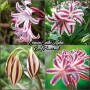 Crinum Cintho Alfa