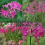 Nerine Bowdenii Isabella