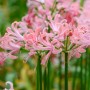 Nerine Bowdenii Vesta