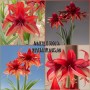 Amaryllis Bogota