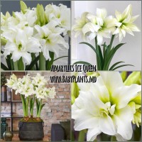 Amaryllis Ice Queen