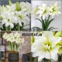 Amaryllis Ice Queen