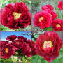 Bujor Red Glory