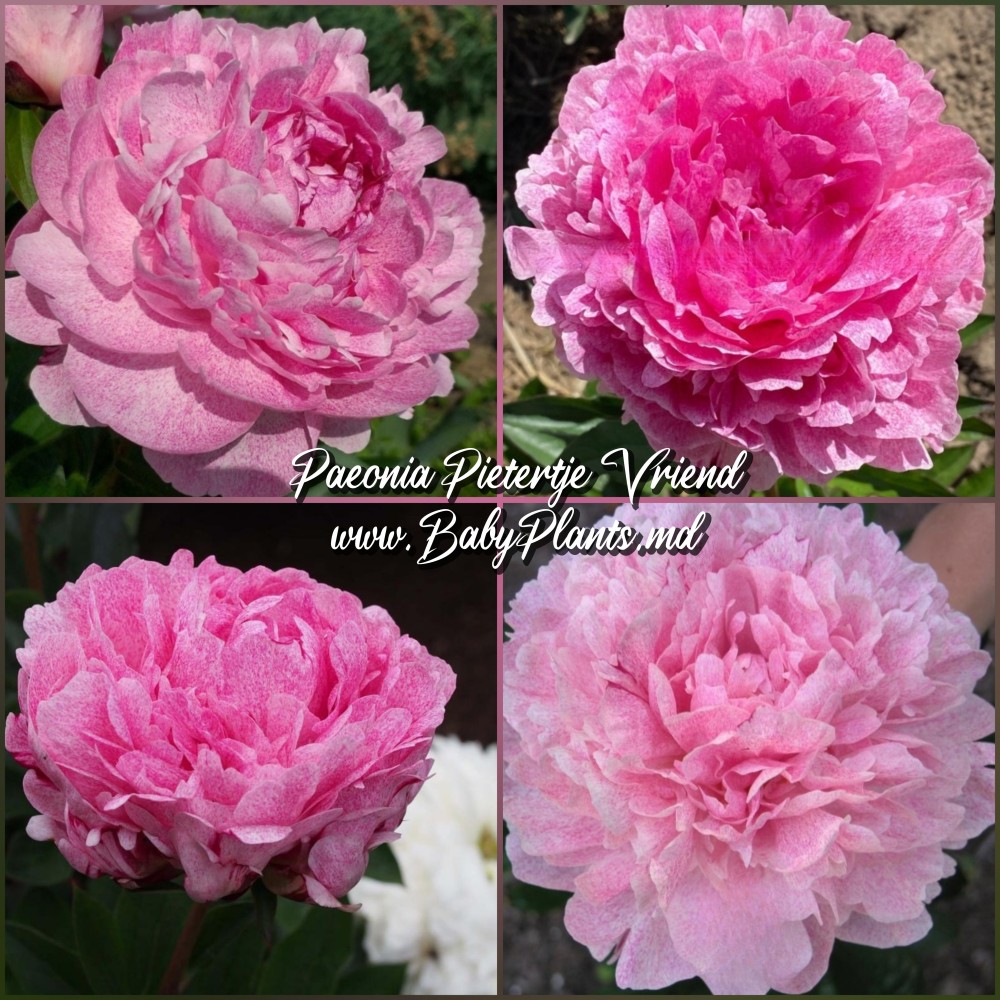 Bujor Pietertje Vriend radacina mica