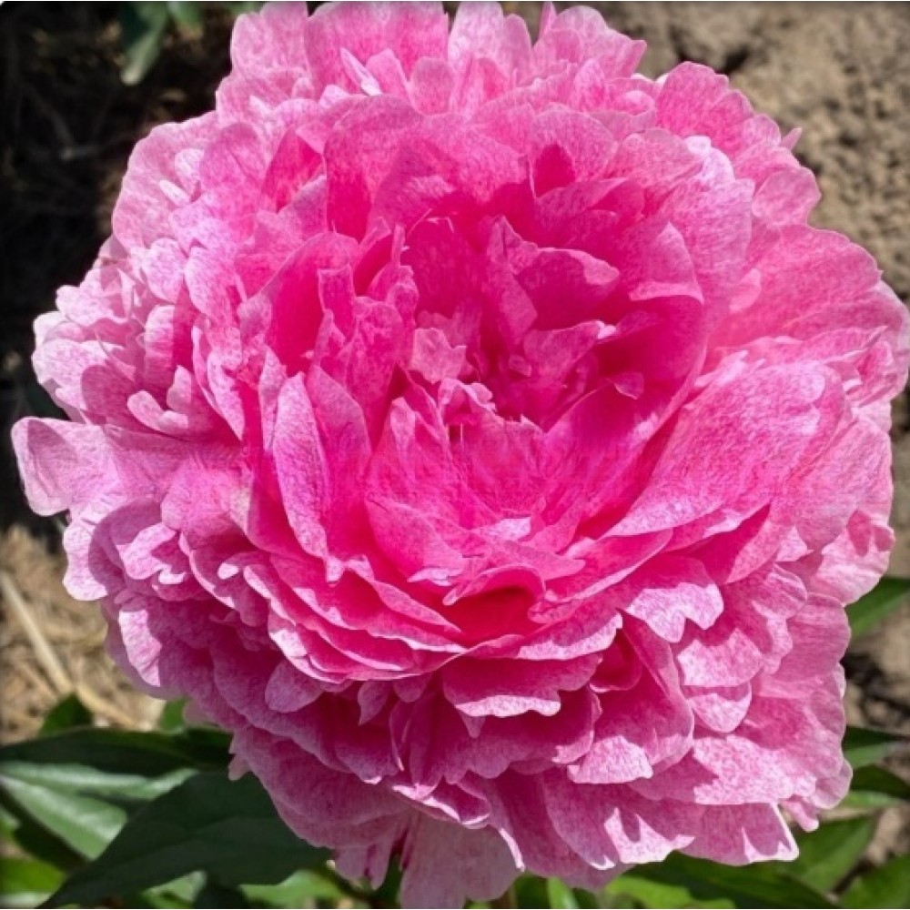 Bujor Pietertje Vriend radacina mica