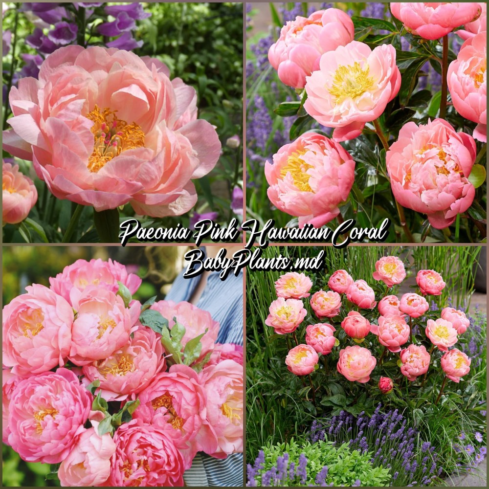 Bujor Pink Hawaiian Coral radacina mica