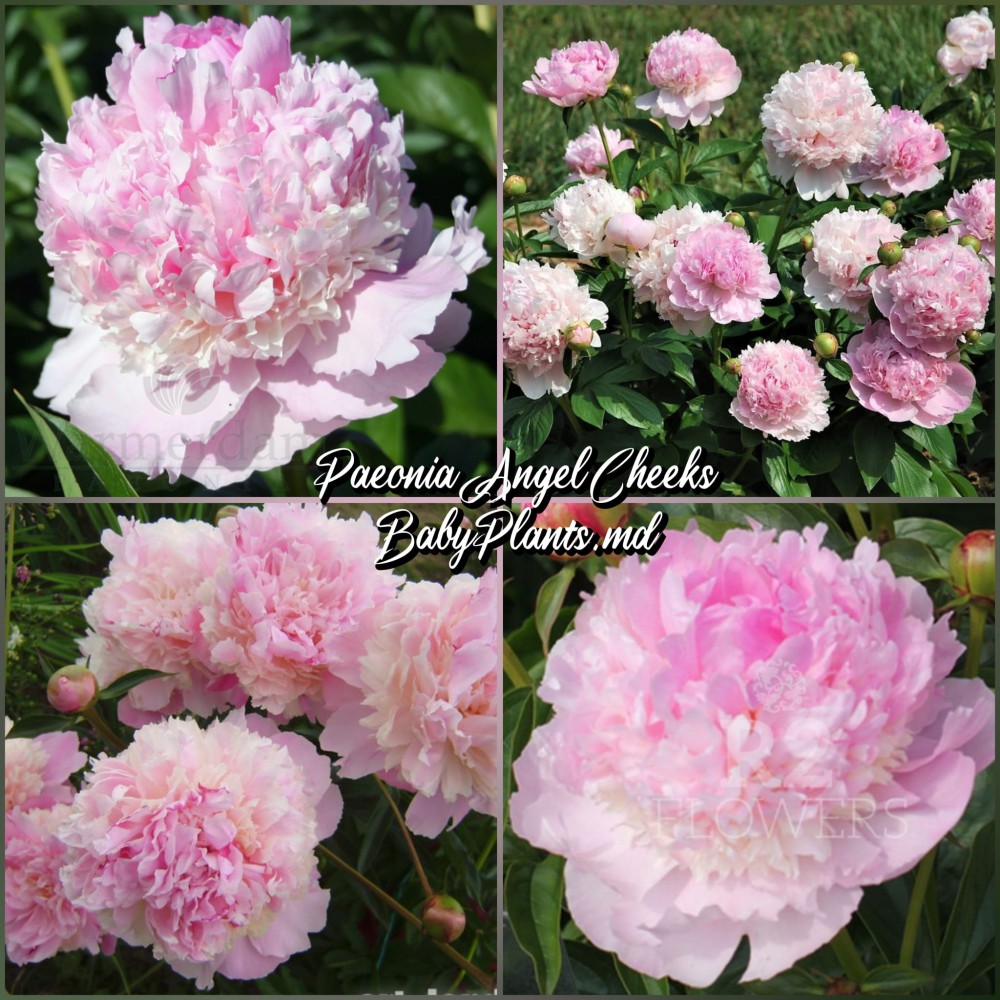 Bujor Angel Cheeks radacina mica