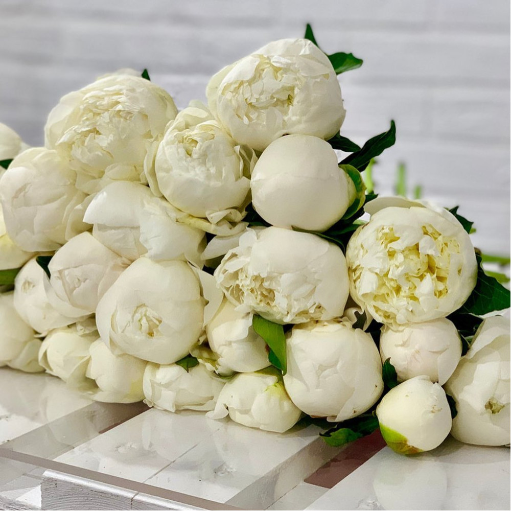 Bujor Duchesse De Nemours