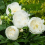 Bujor Duchesse De Nemours