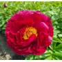 Bujor Red Glory