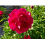 Bujor Red Glory