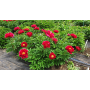 Bujor Red Glory