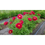 Bujor Red Glory
