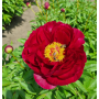 Bujor Red Glory