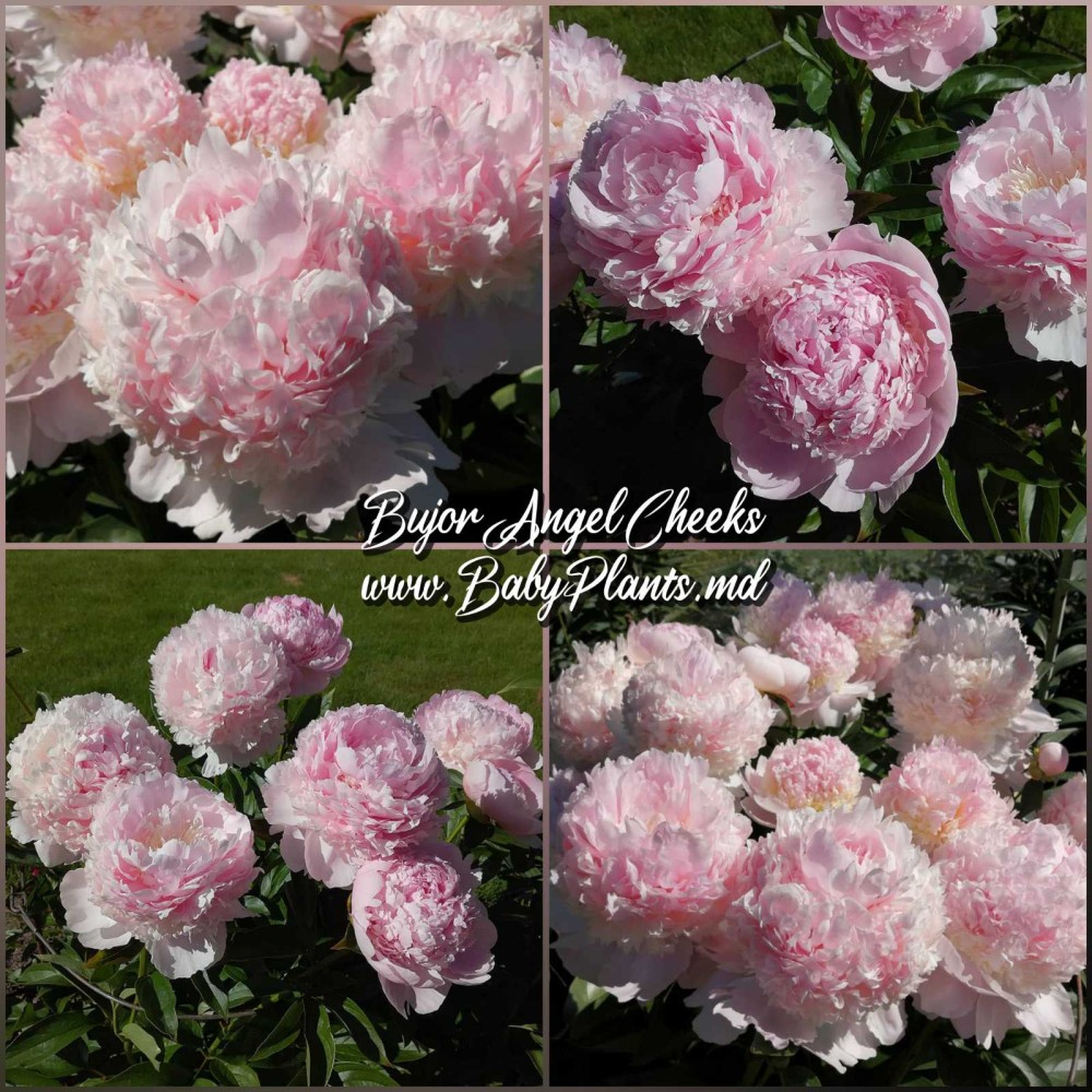 Bujor Angel Cheeks radacina mica