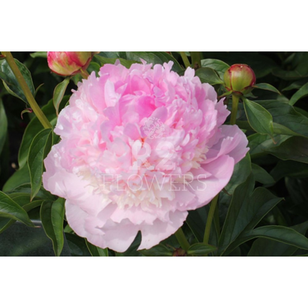 Bujor Angel Cheeks radacina mica