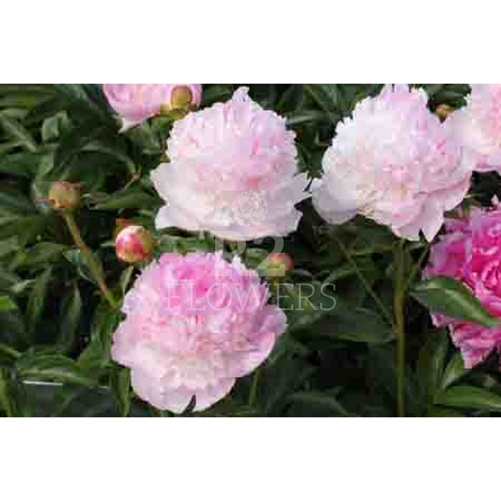 Bujor Angel Cheeks radacina mica