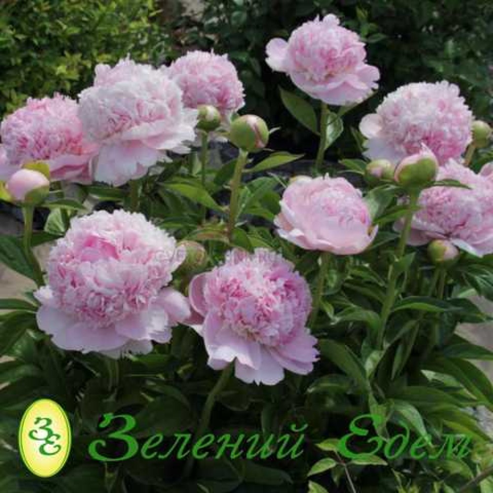 Bujor Angel Cheeks radacina mica