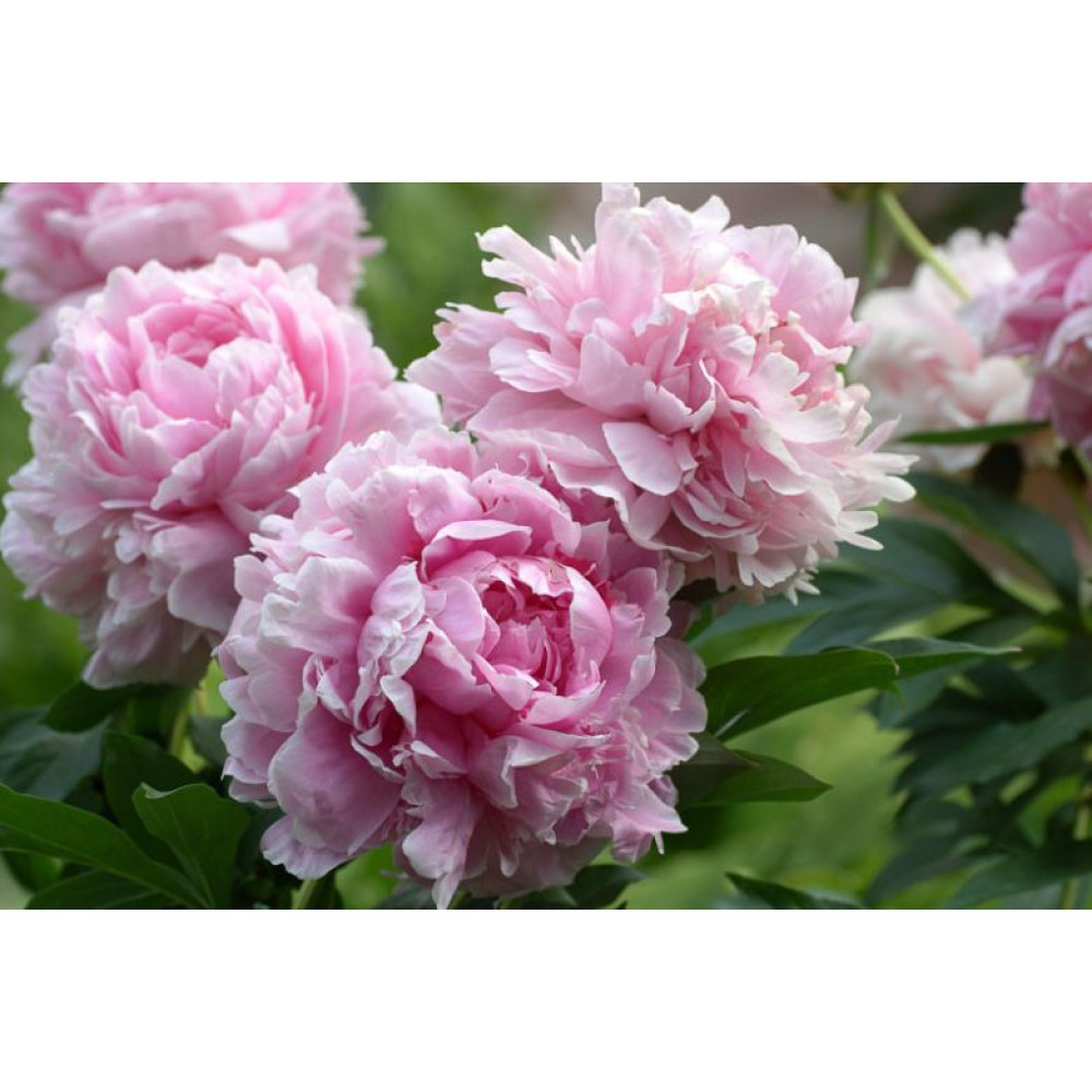 Bujor Sarah Bernhardt