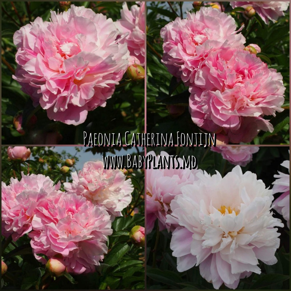 Bujor Catharina Fontijn (floare giganta)