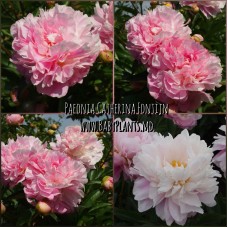 Bujor Catharina Fontijn (floare giganta)