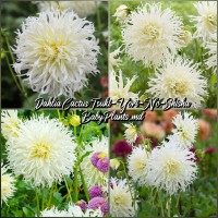 Dalia Cactus Tsuki Yori No Shisha