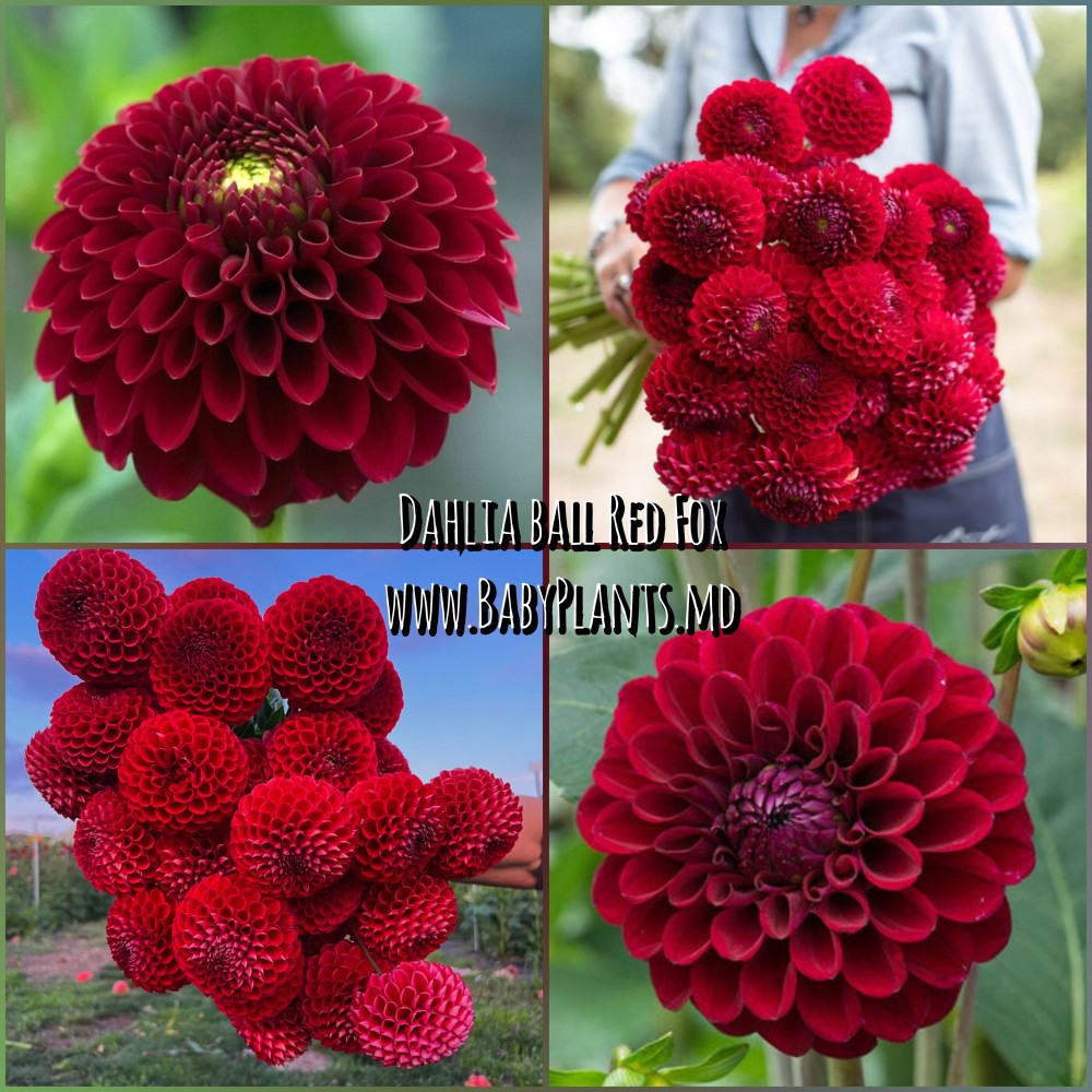 Dalia ball Red Fox