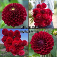 Dalia ball Red Fox
