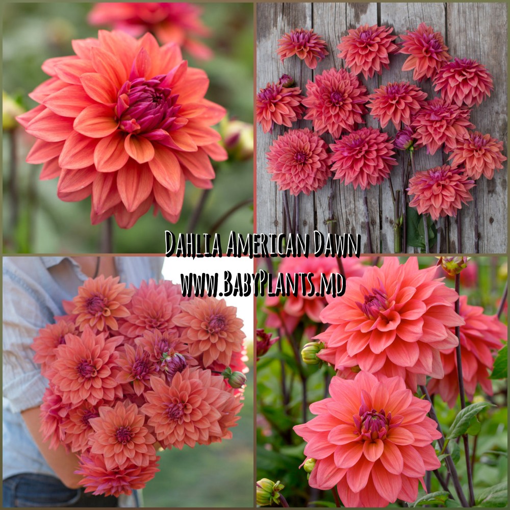 Dalia decorative American Dawn	